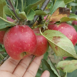 산골네 산골네먹거리