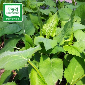 산골네 산나물