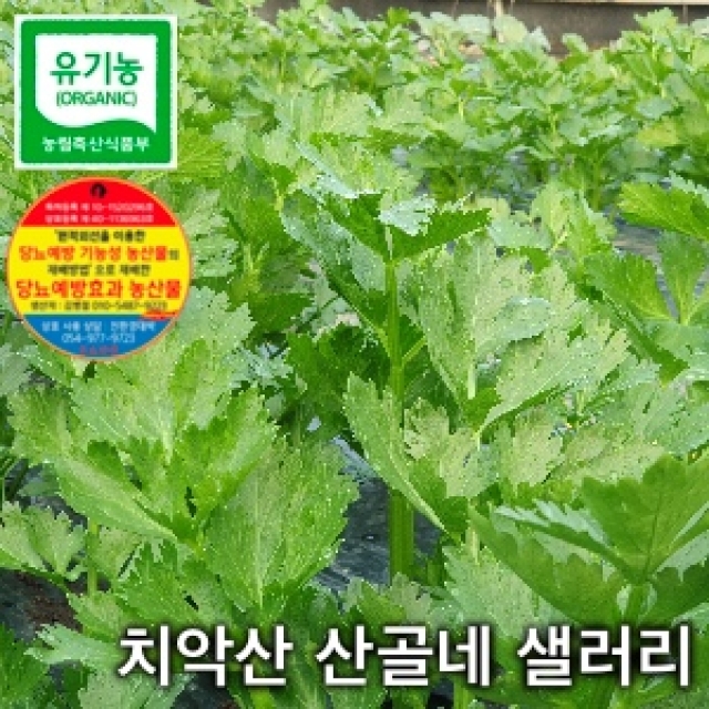 원주몰,[치악산산골네] 유기농샐러리(녹즙용)500g